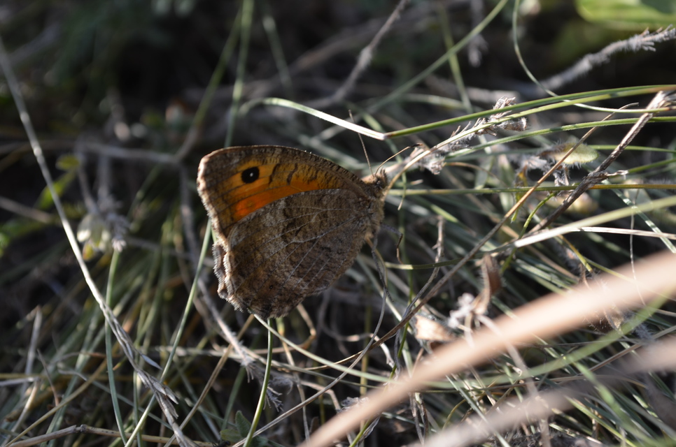 Arethusana arethusa - közönséges szemeslepke