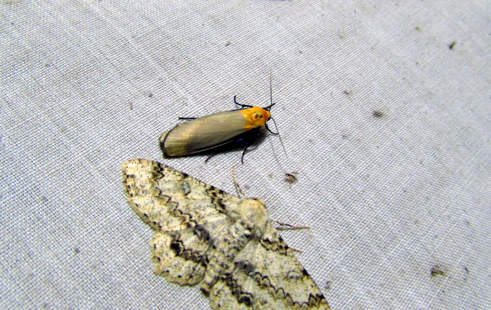 Lithosia quadra - négypettyes zuzmószövő