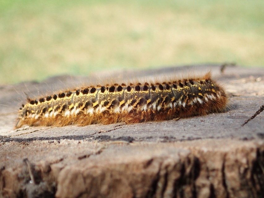 Euthrix potatoria - szomjas pohók