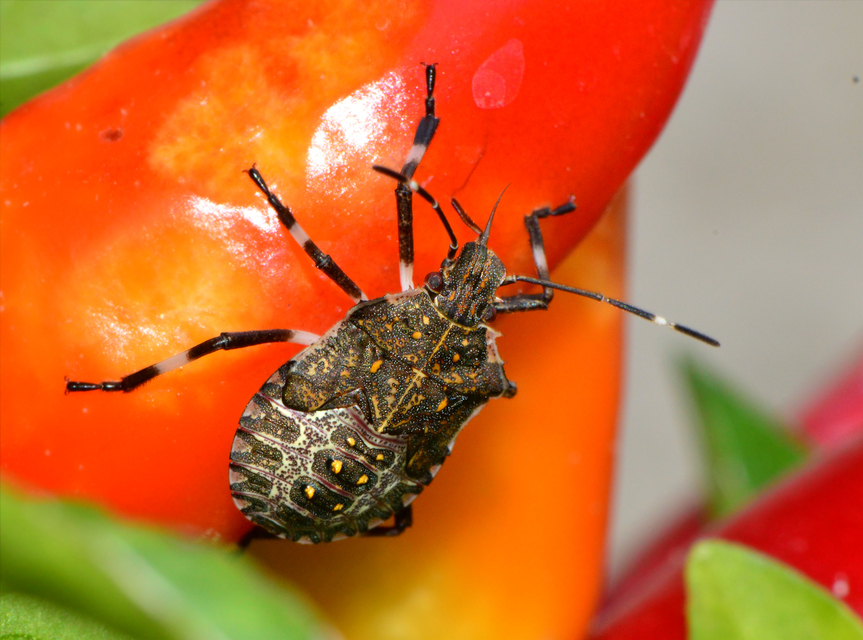 halyomorpha halys - Halyomorpha halys
