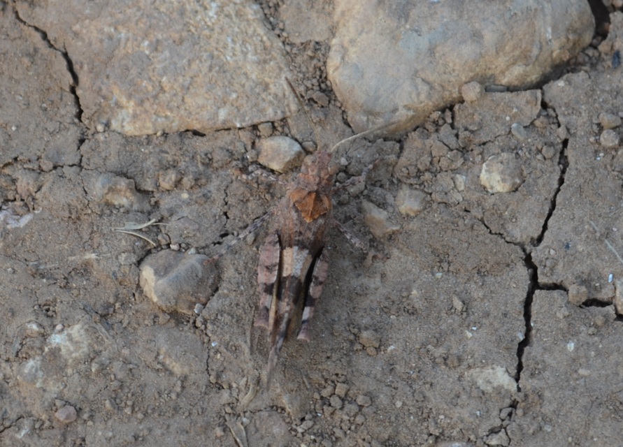 Oedipoda caerulescens - kékszárnyú sáska