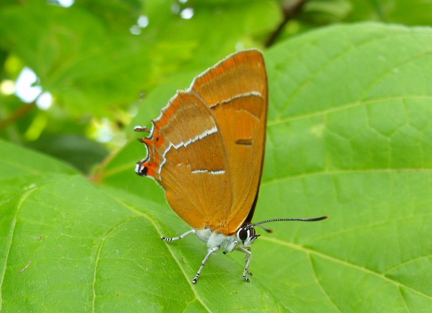 Thecla betulae - nyírfalepke