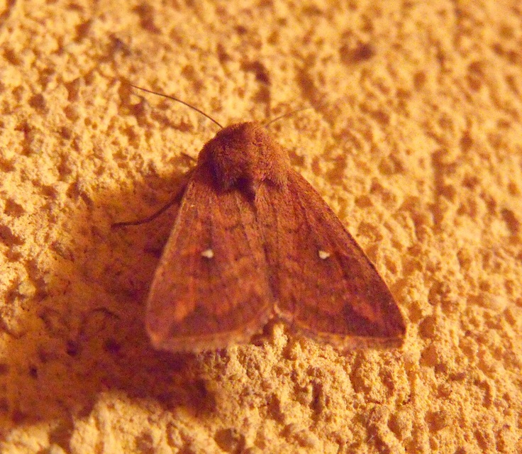 Mythimna albipuncta - fehérpettyes rétibagoly