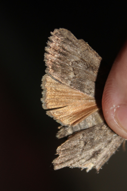 Amphipyra berbera/pyramidea