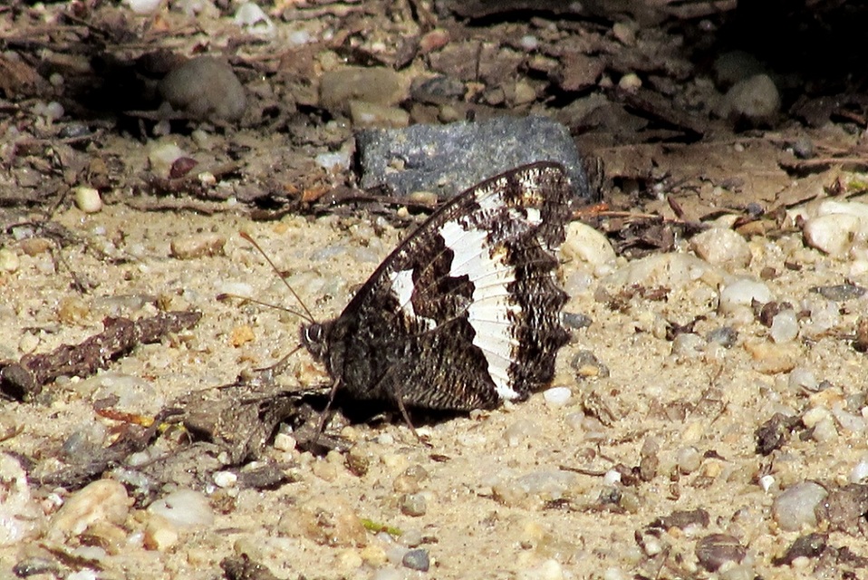 Brintesia circe - fehéröves szemeslepke