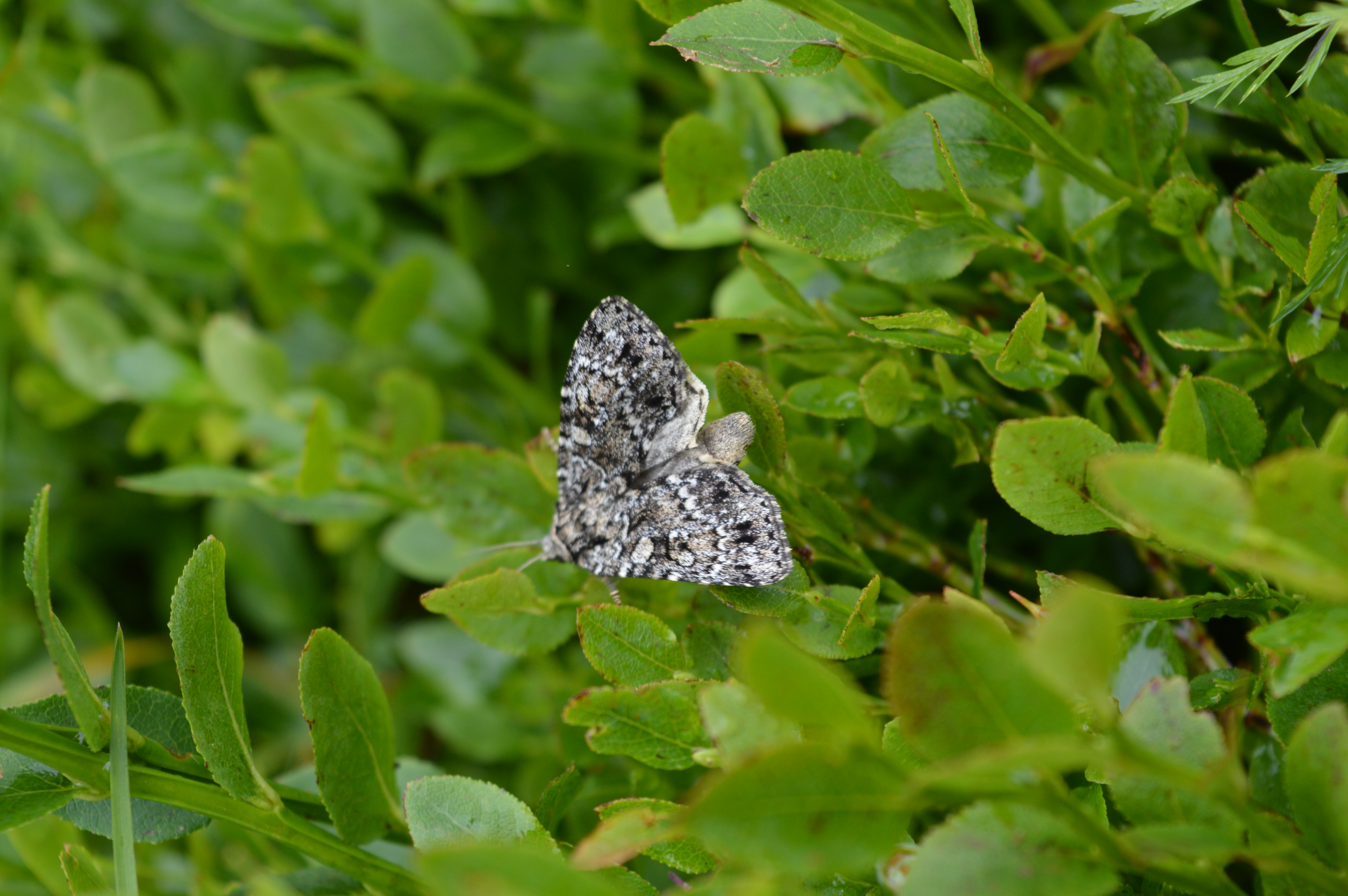 Xestia speciosa