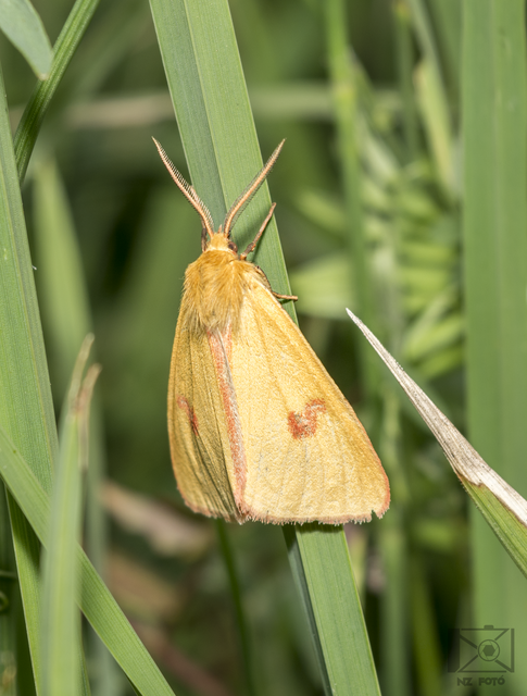 Diacrisia sannio - vörösszélű medvelepke