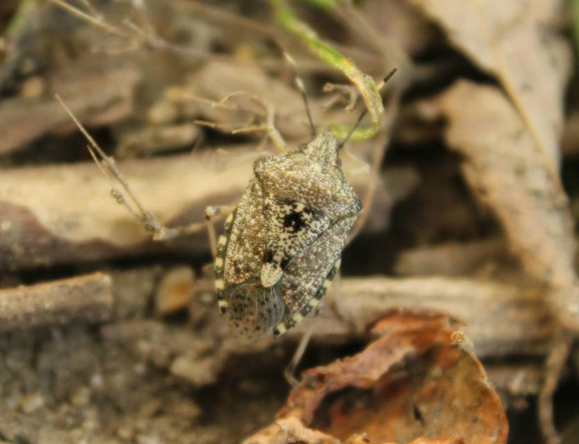 Rhaphigaster nebulosa - bencepoloska