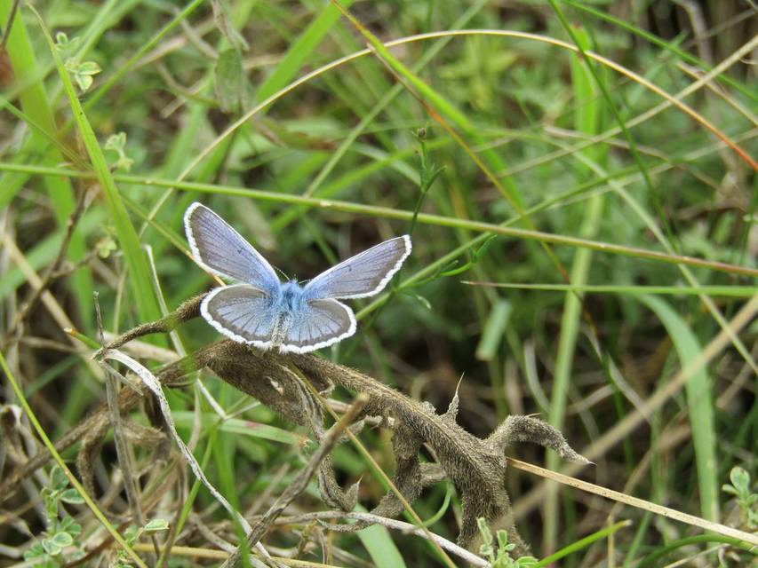 Plebejus argus - ezüstös boglárka