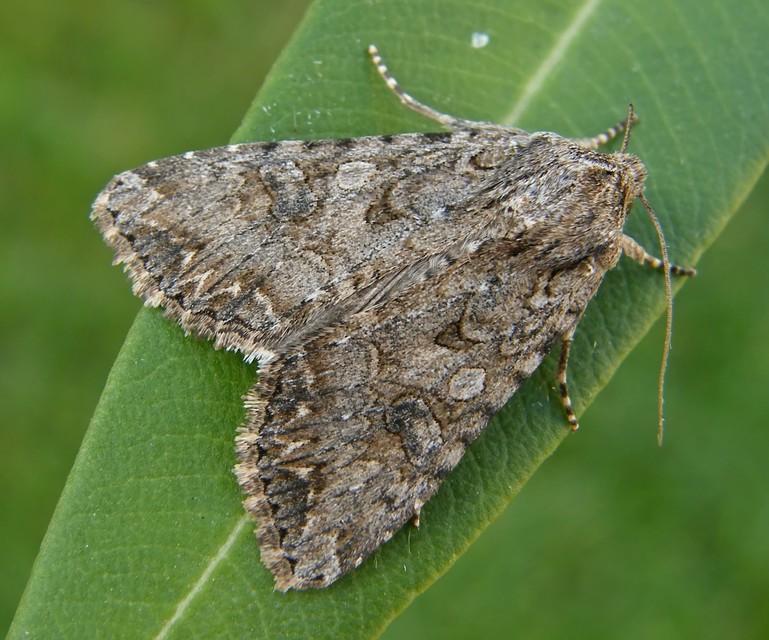 Hadula trifolii - lóherebagoly