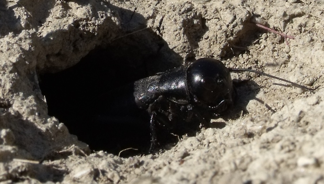 Gryllus campestris - mezei tücsök