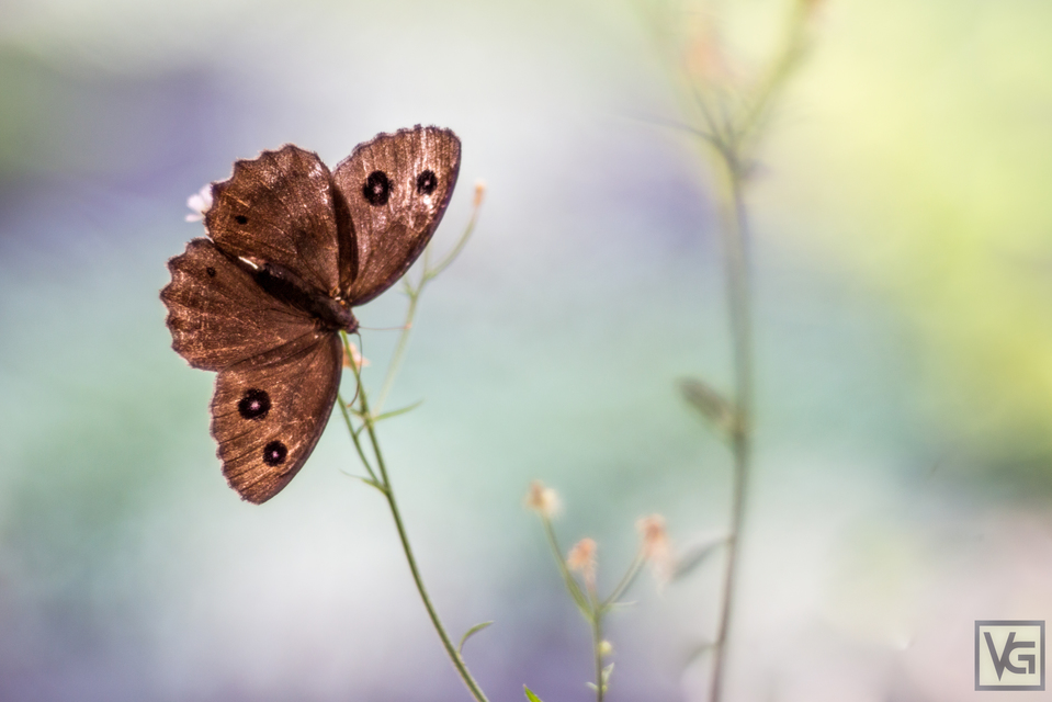 Minois dryas - fekete szemeslepke