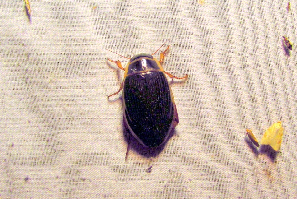 Dytiscus marginalis - szegélyes csíkbogár