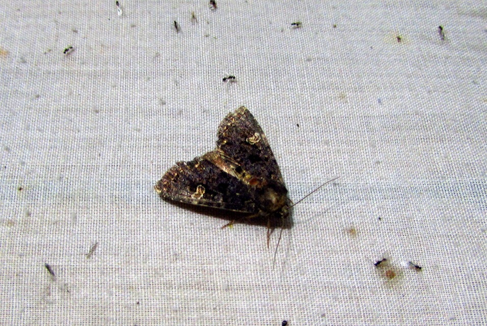 Melanchra persicariae - fehérfoltos kertibagoly