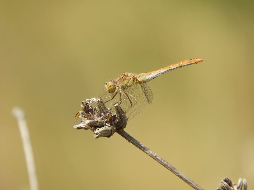 Sympetrum meridionale - fakó katona-szitakötő