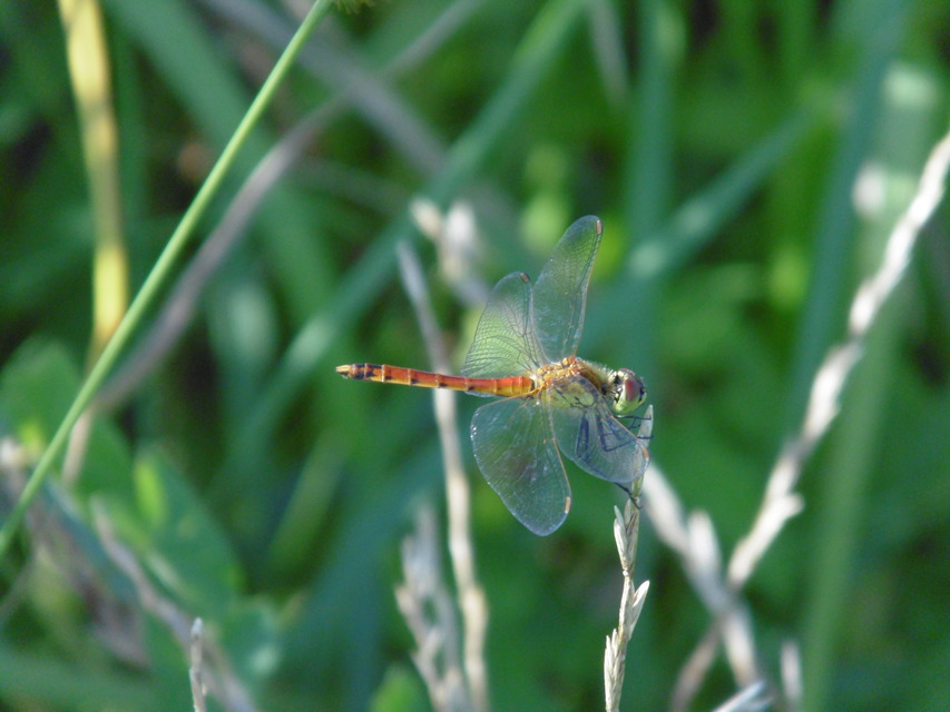 Sympetrum depressiusculum - ékfoltos katona-szitakötő