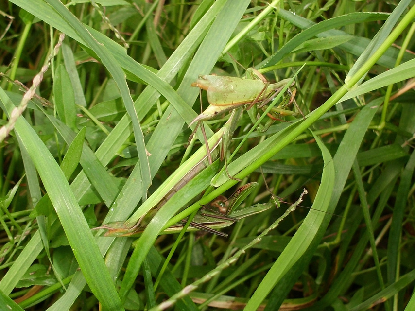 Mantis religiosa - imádkozósáska