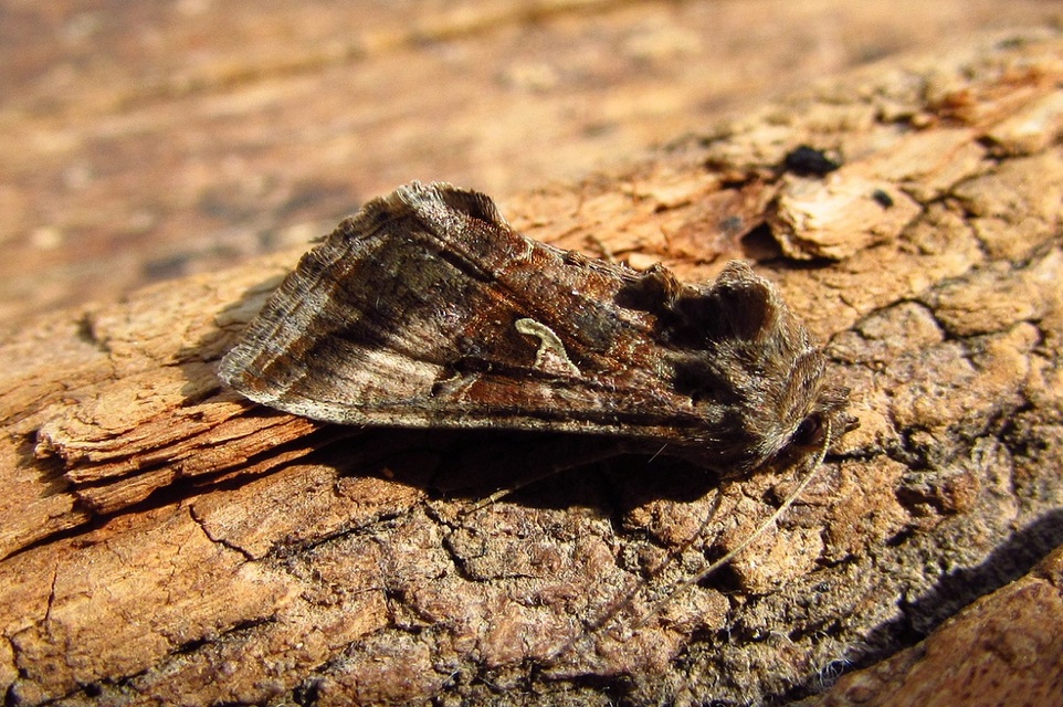 Autographa gamma - gammalepke