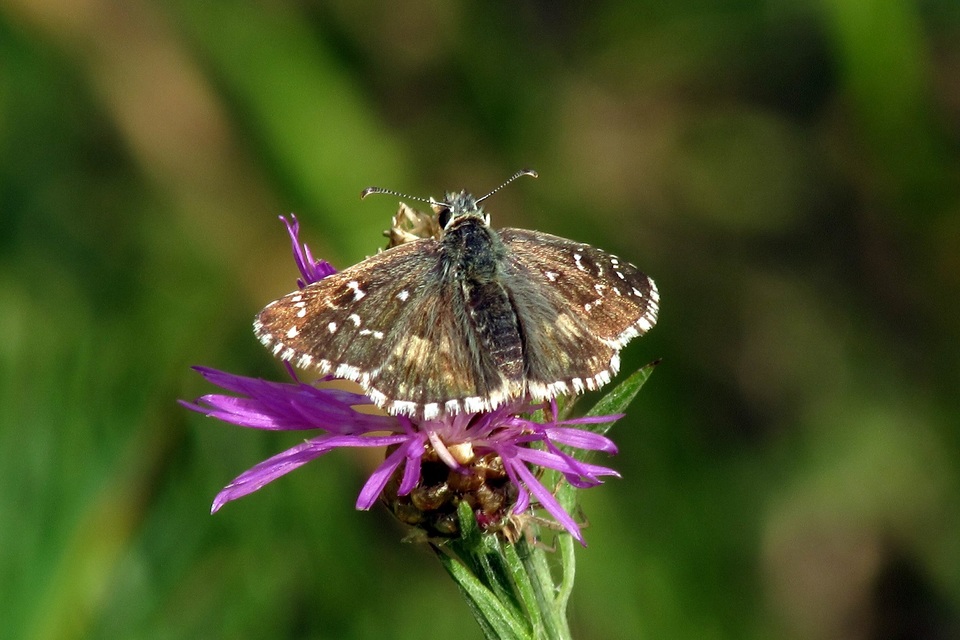 Pyrgus armoricanus - feles busalepke