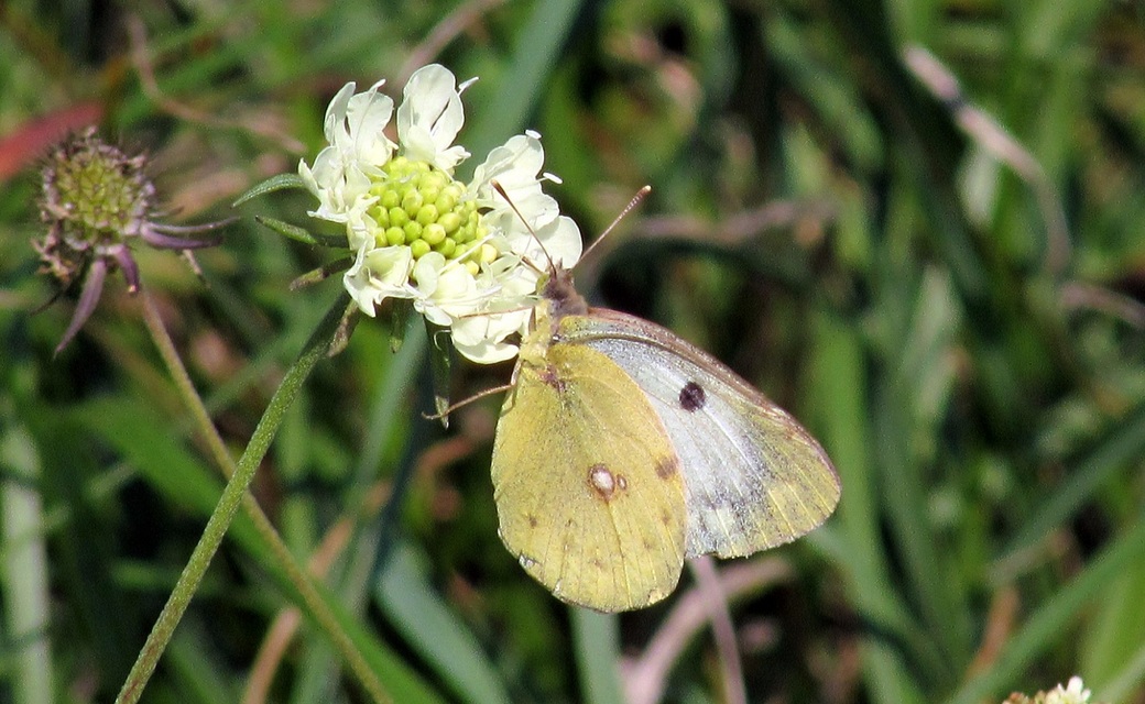 Colias hyale - kéneslepke