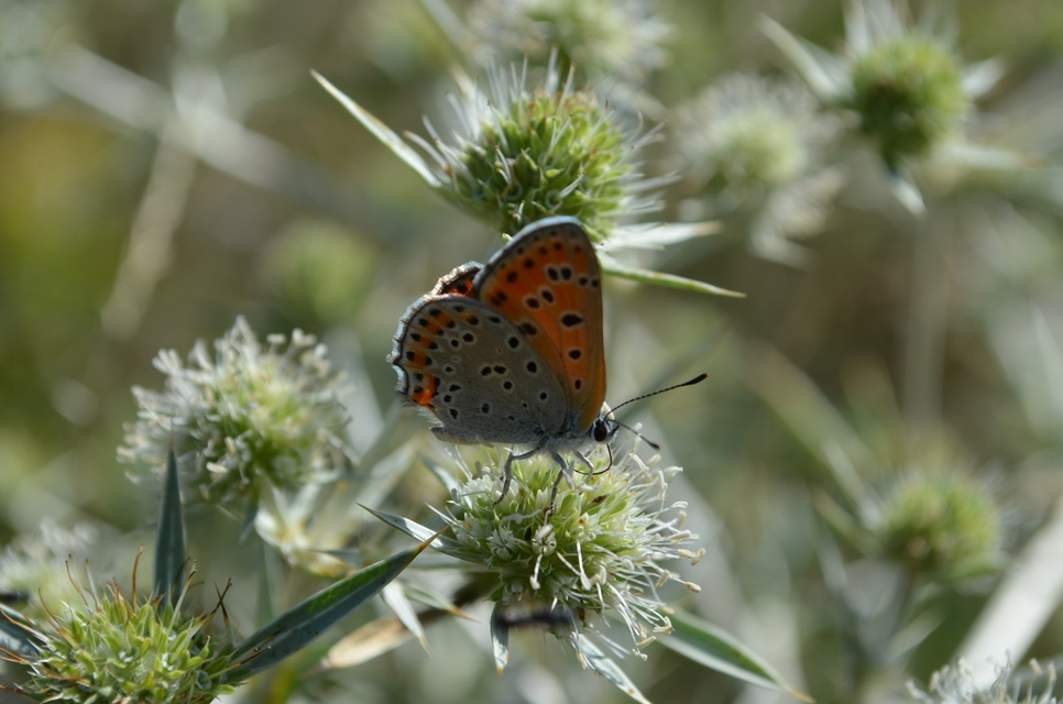 Lycaena thersamon - kis tűzlepke