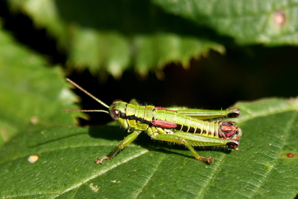 Odontopodisma schmidtii - Schmidt-hegyisáska