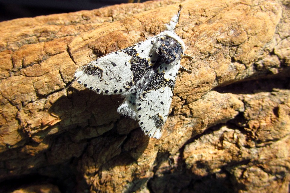 Furcula bicuspis - apáca-púposszövő