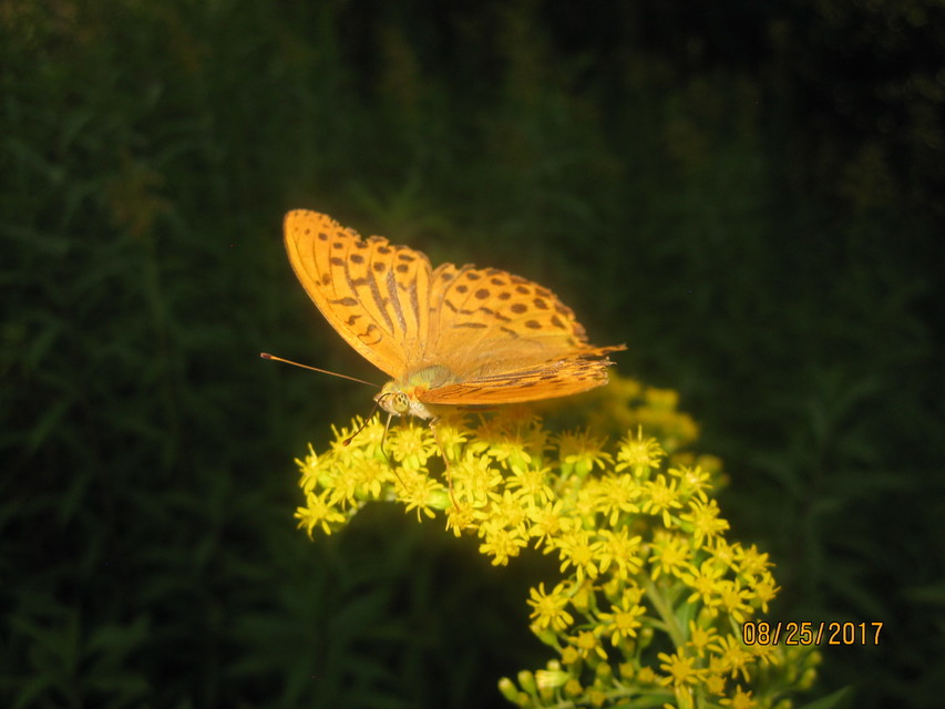 Argynnis paphia - nagy gyöngyházlepke