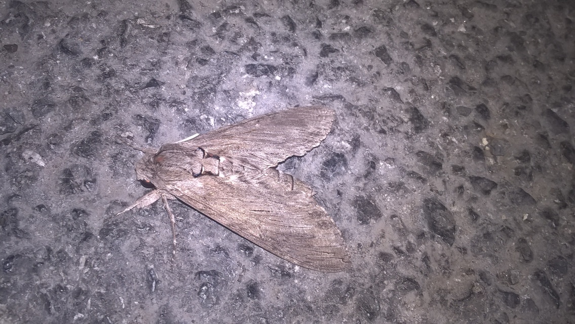 Agrius convolvuli - szulákszender