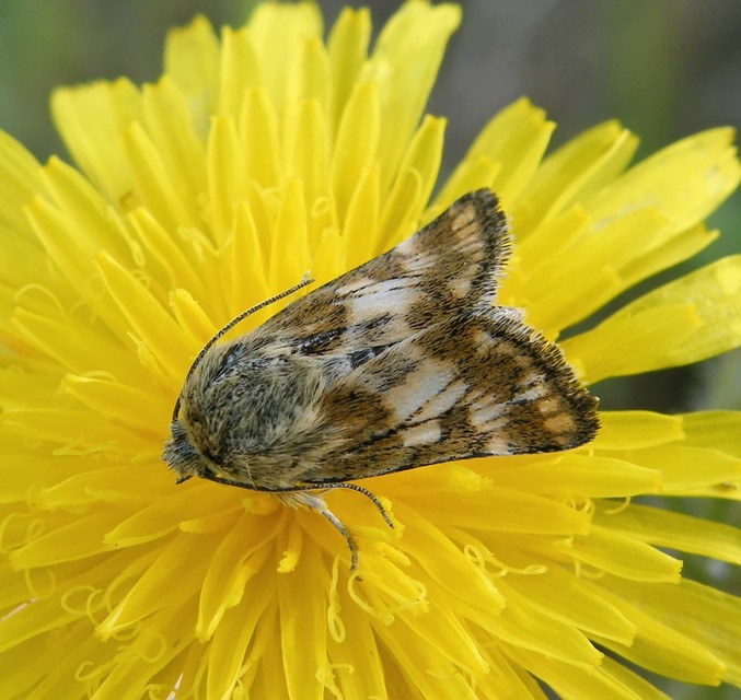Schinia cardui - keserűgyökér-nappalibagoly