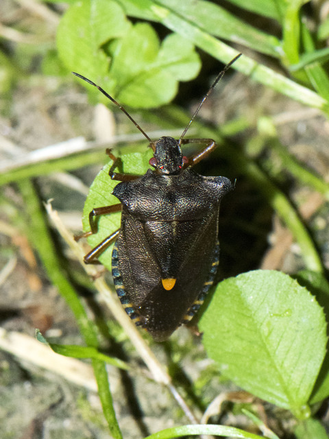 Pentatoma rufipes - vöröslábú címerespoloska Pentatoma rufipes - vöröslábú címerespoloska