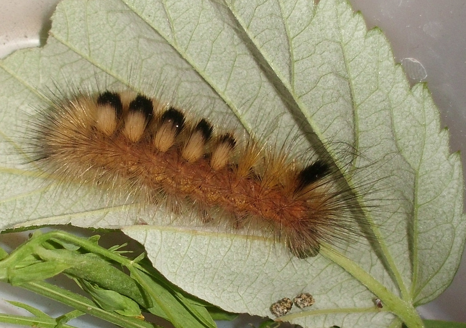 Gynaephora fascelina - vesszős szövő