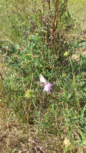 Pontia edusa - rezedalepke