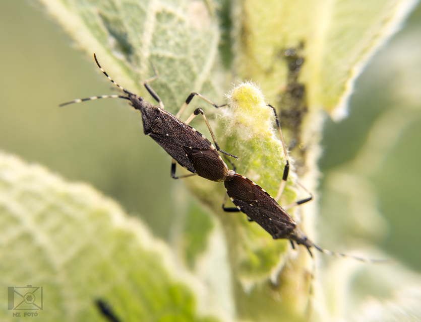 Dicranocephalus agilis - gyűrűscsápú karimáspoloska