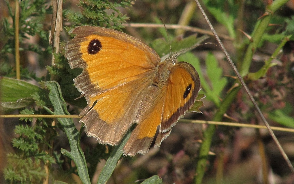 Pyronia tithonus - kis ökörszemlepke