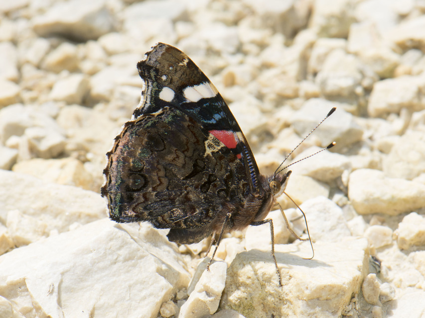 Vanessa atalanta - atalantalepke