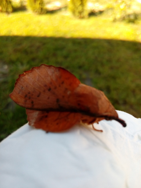 Gastropacha populifolia - sárga pohók