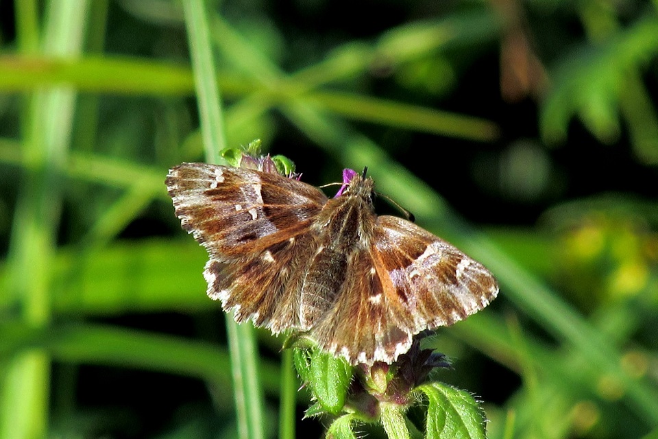 Carcharodus floccifera - pemetefű-busalepke