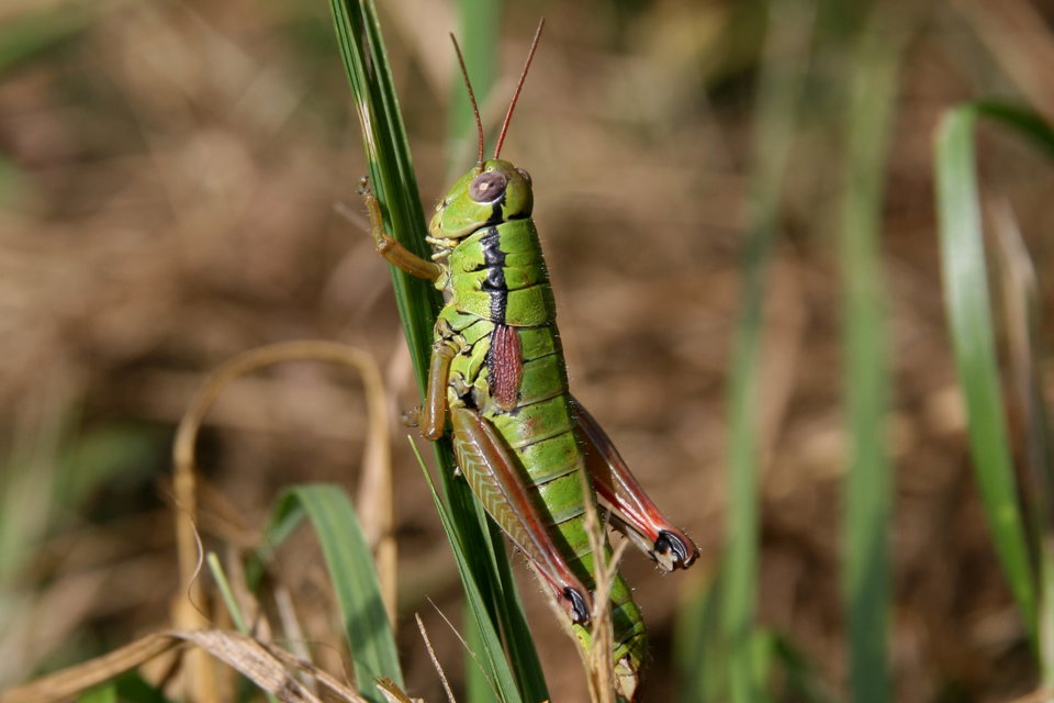 Pseudopodisma nagyi - Nagy-hegyisáska