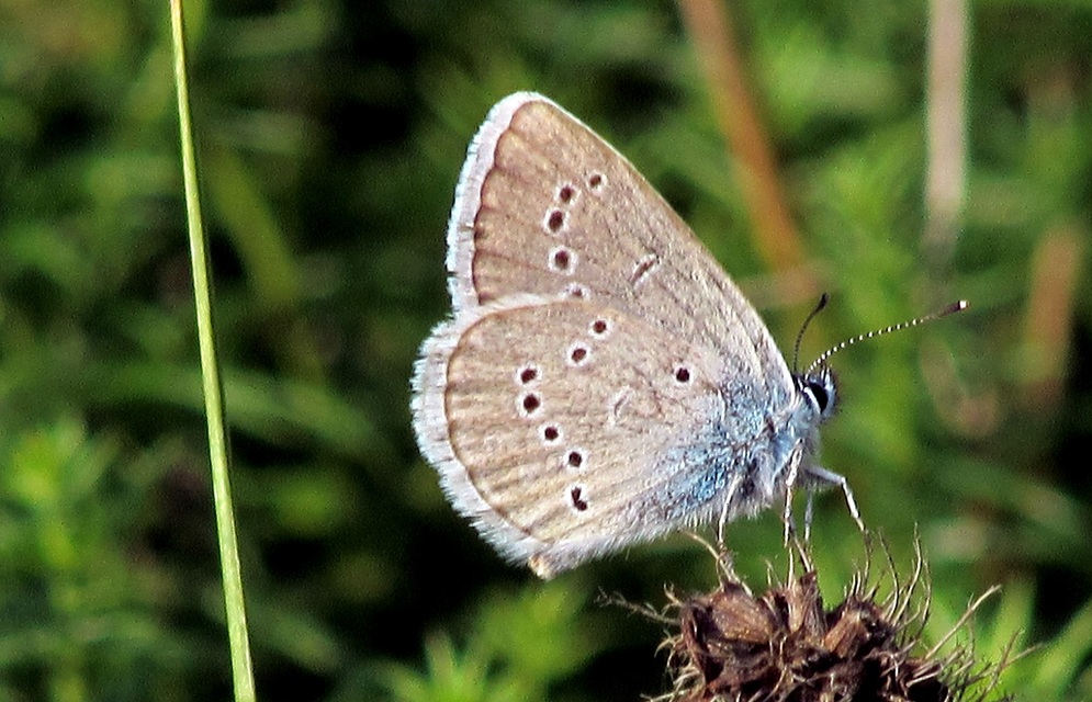 Cyaniris semiargus - aprószemes boglárka