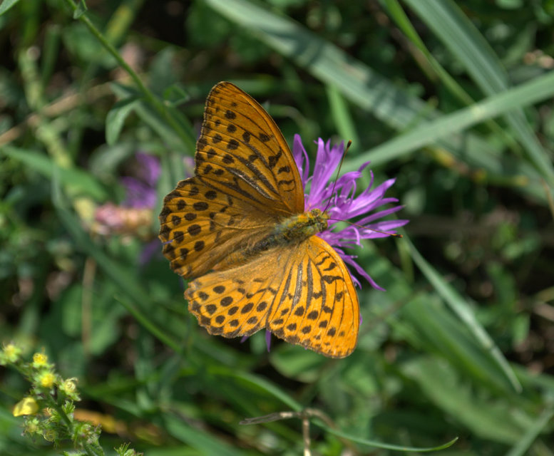 Argynnis paphia - nagy gyöngyházlepke