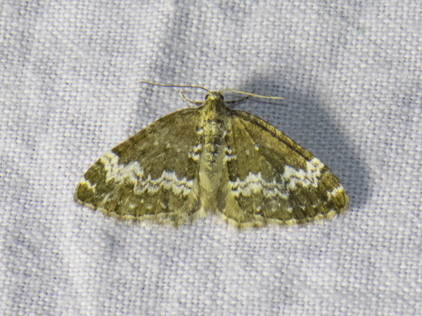 Perizoma alchemillata - árvacsalán-araszoló