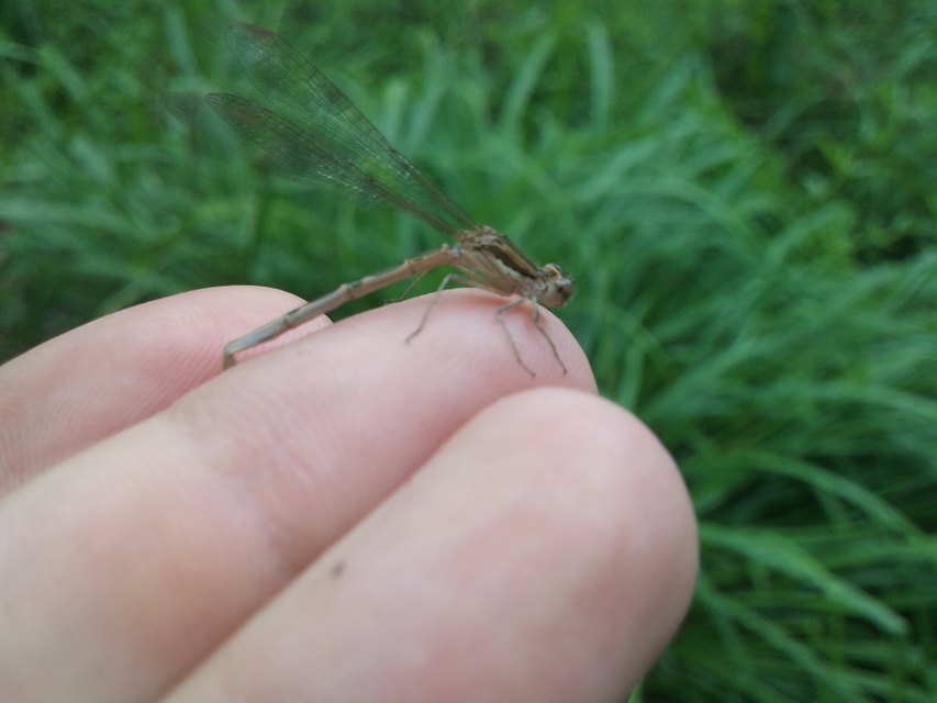 Sympecma fusca - téli rablószitakötő