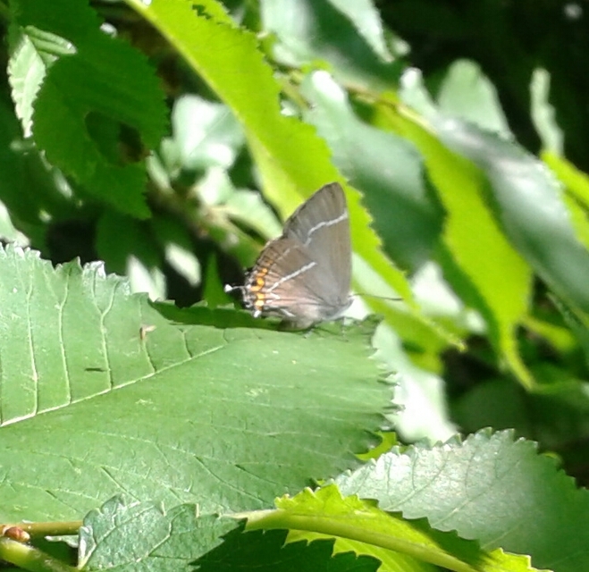 Satyrium w-album - szilfa-csücsköslepke