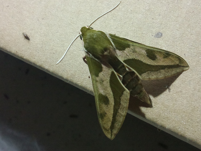 Hyles euphorbiae - kutyatejszender