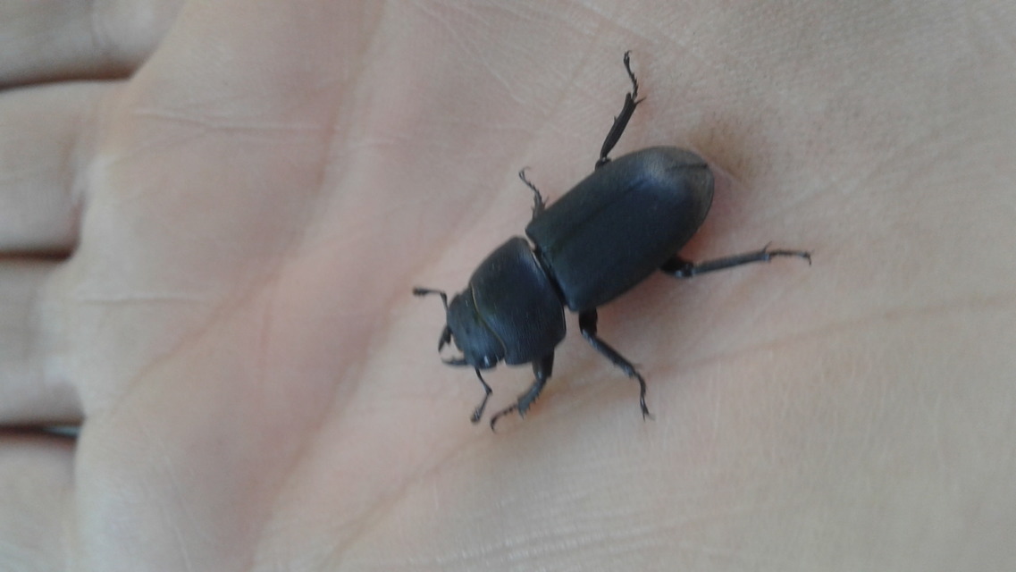 Dorcus parallelipipedus - kis szarvasbogár