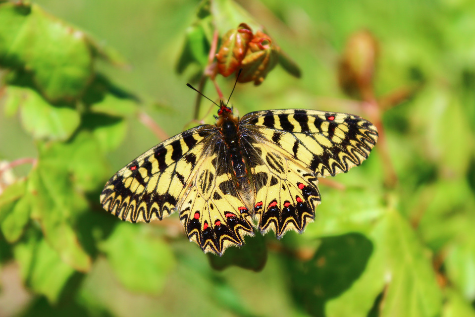 Zerynthia polyxena - farkasalmalepke