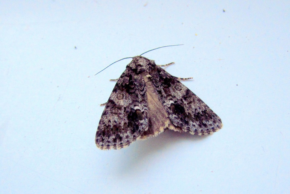 Acronicta rumicis - sóska-szigonyosbagoly Acronicta rumicis - sóska-szigonyosbagoly