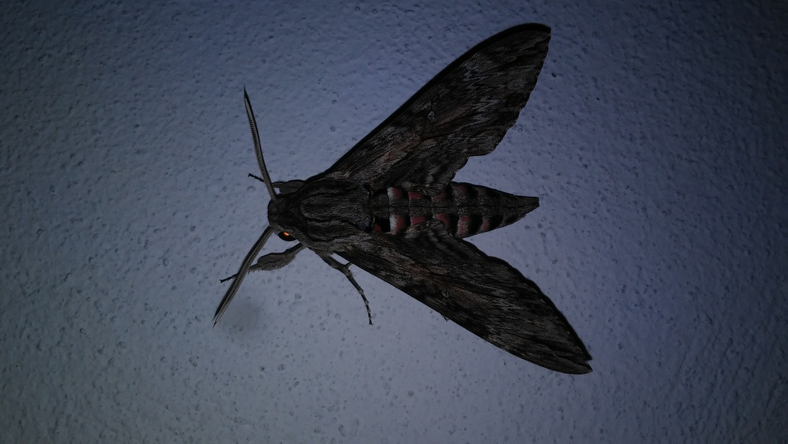 Agrius convolvuli - szulákszender