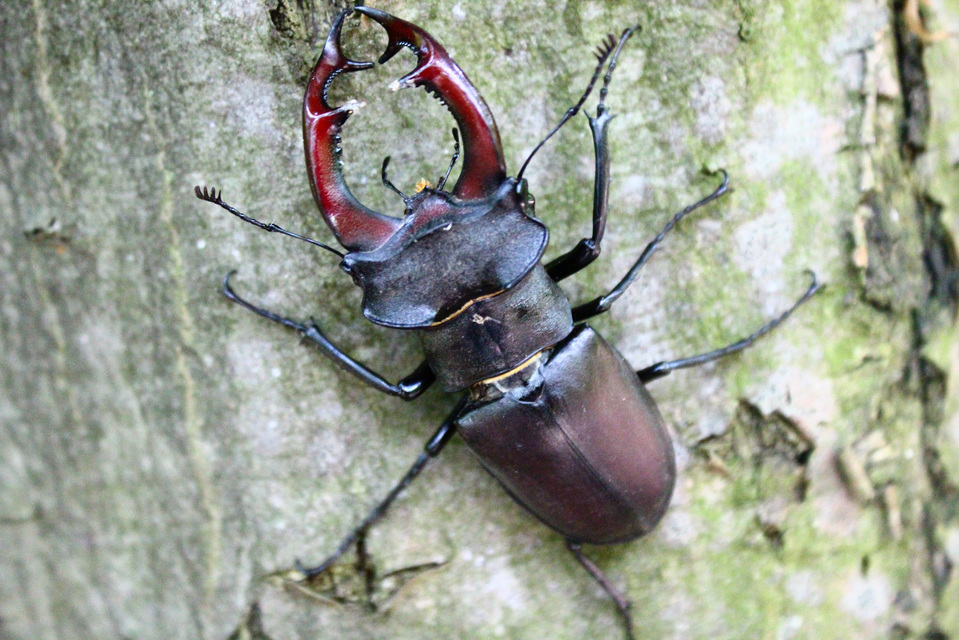Lucanus cervus - nagy szarvasbogár